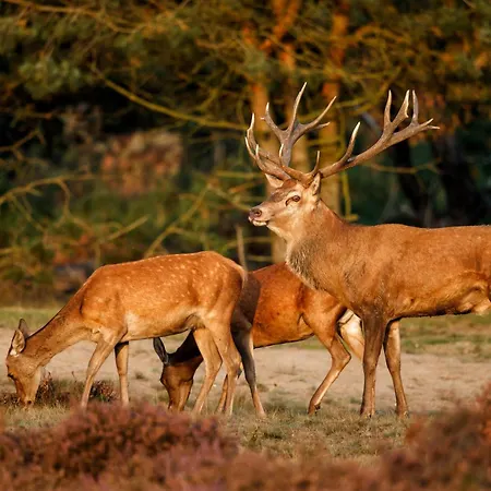 Veluwe - Design With Private Sauna And Fenced Garden - Nationaal Park De Hoge Veluwe Apartment *